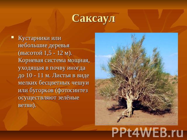 Саксаул Кустарники или небольшие деревья (высотой 1,5 - 12 м). Корневая система мощная, уходящая в почву иногда до 10 - 11 м. Листья в виде мелких бесцветных чешуи или бугорков (фотосинтез осуществляют зелёные ветви).