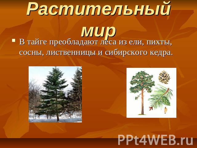 Растительный мир В тайге преобладают леса из ели, пихты, сосны, лиственницы и сибирского кедра.