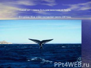 Синий кит – самое большое животное на Земле, Его длина 35 м, а вес составляет ок