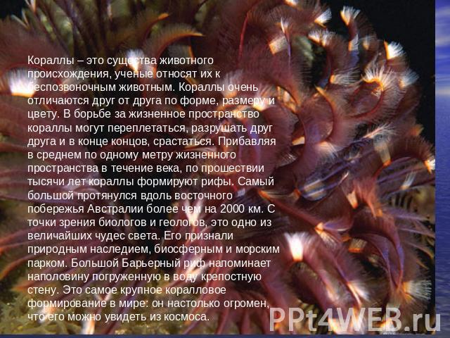 Кораллы – это существа животного происхождения, ученые относят их к беспозвоночным животным. Кораллы очень отличаются друг от друга по форме, размеру и цвету. В борьбе за жизненное пространство кораллы могут переплетаться, разрушать друг друга и в к…