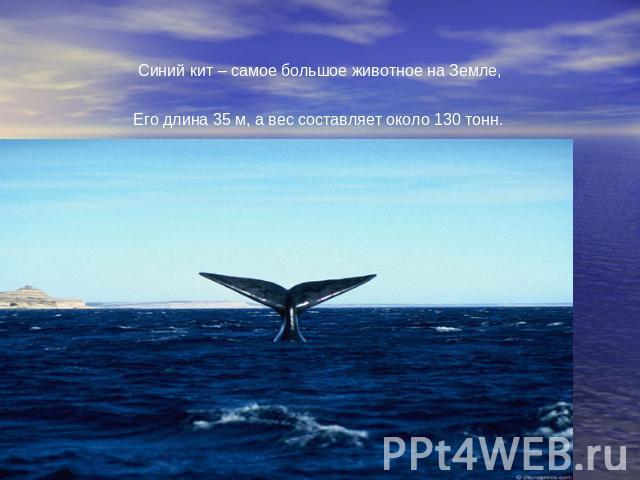 Синий кит – самое большое животное на Земле, Его длина 35 м, а вес составляет около 130 тонн.