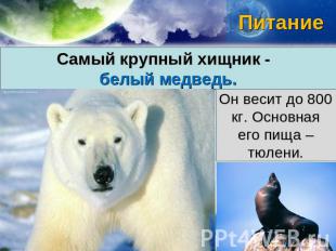 питание Самый крупный хищник - белый медведь. Он весит до 800 кг. Основная его п