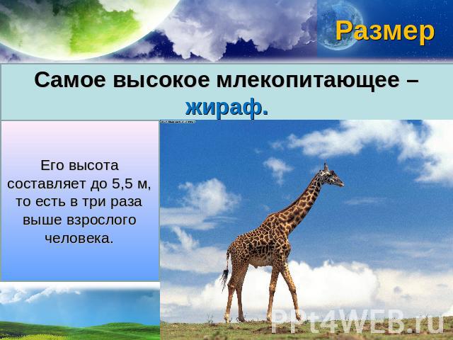 размер Самое высокое млекопитающее – жираф. Его высота составляет до 5,5 м, то есть в три раза выше взрослого человека.