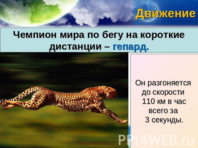движение Чемпион мира по бегу на короткие дистанции – гепард. Он разгоняется до скорости 110 км в час всего за 3 секунды.