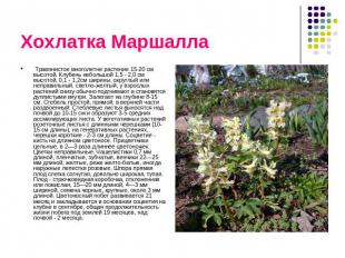 Хохлатка Маршалла Травянистое многолетне растение 15-20 см высотой. Клубень небо