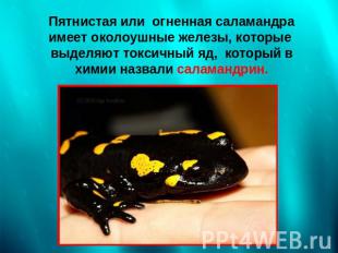 Пятнистая или огненная саламандра имеет околоушные железы, которые выделяют токс
