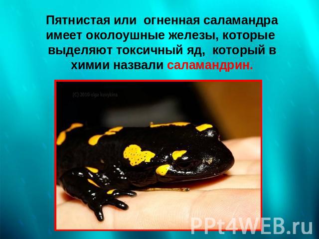 Пятнистая или огненная саламандра имеет околоушные железы, которые выделяют токсичный яд, который в химии назвали саламандрин.