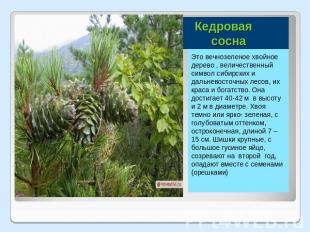 Кедровая сосна Это вечнозеленое хвойное дерево , величественный символ сибирских
