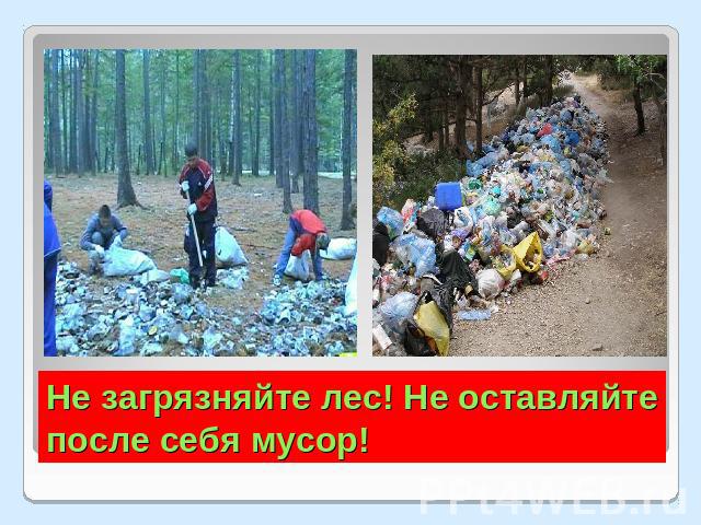 Не загрязняйте лес! Не оставляйте после себя мусор!