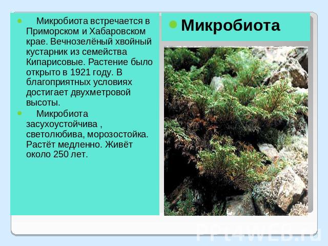 Микробиота Микробиота встречается в Приморском и Хабаровском крае. Вечнозелёный хвойный кустарник из семейства Кипарисовые. Растение было открыто в 1921 году. В благоприятных условиях достигает двухметровой высоты. Микробиота засухоустойчива , свето…