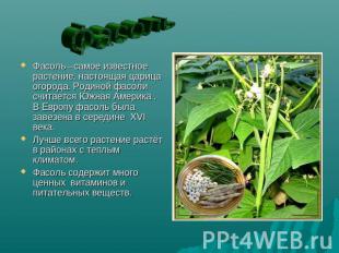 Фасоль Фасоль –самое известное растение, настоящая царица огорода. Родиной фасол