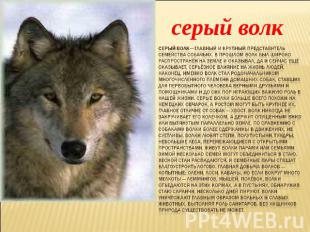 серый волк СЕРЫЙ ВОЛК — главный и крупный представитель семейства собачьих. В пр