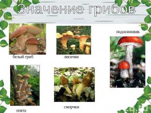 Значение грибов белый гриб опята лисички сморчки подосиновик