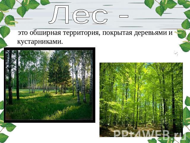 Лес - это обширная территория, покрытая деревьями и кустарниками.