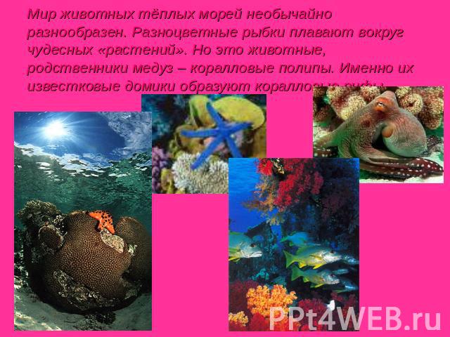 Мир животных тёплых морей необычайно разнообразен. Разноцветные рыбки плавают вокруг чудесных «растений». Но это животные, родственники медуз – коралловые полипы. Именно их известковые домики образуют коралловые рифы.
