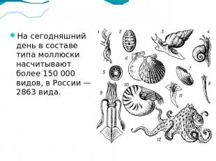 На сегодняшний день в составе типа моллюски насчитывают более 150 000 видов, в Р