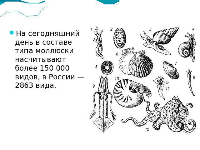 На сегодняшний день в составе типа моллюски насчитывают более 150 000 видов, в России — 2863 вида.
