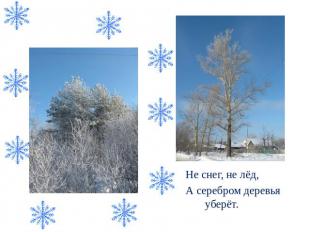 Иней Не снег, не лёд, А серебром деревья уберёт.