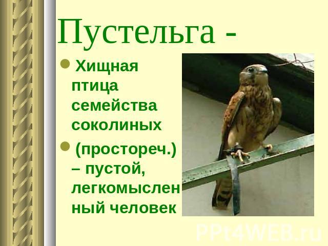 Пустельга - Хищная птица семейства соколиных(простореч.) – пустой, легкомысленный человек