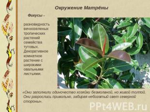 Окружение Матрёны Фикусы –разновидность вечнозеленых тропических растений семейс