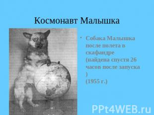Космонавт Малышка Собака Малышка после полета в скафандре (найдена спустя 26 час