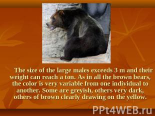 The size of the large males exceeds 3 m and their weight can reach a ton. As in