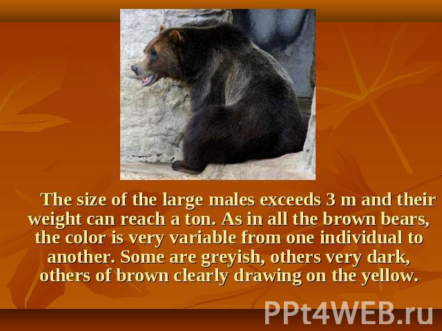 The size of the large males exceeds 3 m and their weight can reach a ton. As in all the brown bears, the color is very variable from one individual to another. Some are greyish, others very dark, others of brown clearly drawing on the yellow.