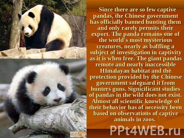 Since there are so few captive pandas, the Chinese government has officially banned hunting them and only rarely permits their export. The panda remains one of the world's most mysterious creatures, nearly as baffling a subject of investigation in c…