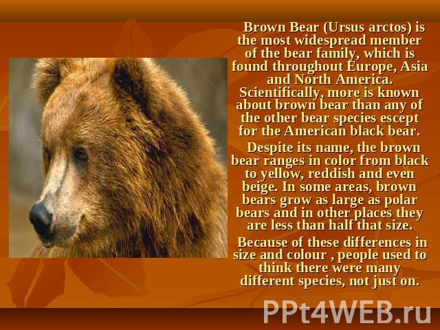 Brown Bear (Ursus arctos) is the most widespread member of the bear family, which is found throughout Europe, Asia and North America. Scientifically, more is known about brown bear than any of the other bear species escept for the American black bea…