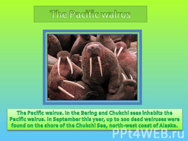 The Pacific walrus The Pacific walrus. In the Bering and Chukchi seas inhabits the Pacific walrus. In September this year, up to 200 dead walruses were found on the shore of the Chukchi Sea, north-west coast of Alaska.