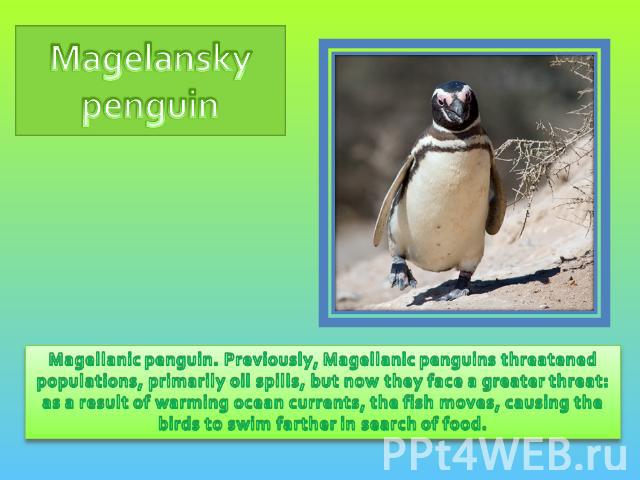 Magelansky penguin Magellanic penguin. Previously, Magellanic penguins threatened populations, primarily oil spills, but now they face a greater threat: as a result of warming ocean currents, the fish moves, causing the birds to swim farther in sear…