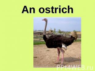 An ostrich