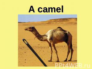 A camel