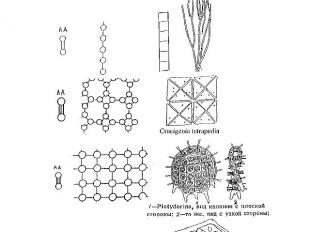 Гистионы и их полимеры (клеточные решетки)различной размерности