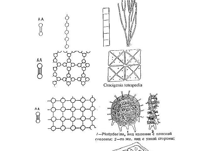 Гистионы и их полимеры (клеточные решетки)различной размерности
