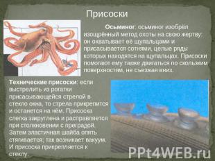 Присоски Осьминог: осьминог изобрёл изощрённый метод охоты на свою жертву: он ох