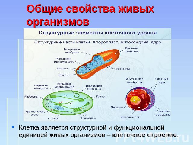 Клетка является единицей живого. Структурная и функциональная единица живого организма.. Структурная единица всех живых организмов. Основные свойства живой клетки. Свойства живой клетки.
