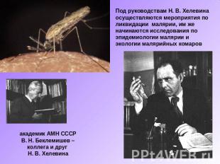 Под руководствам Н. В. Хелевина осуществляются мероприятия по ликвидации малярии
