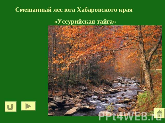 Смешанный лес юга Хабаровского края«Уссурийская тайга»