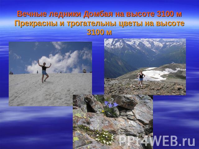 Вечные ледники Домбая на высоте 3100 м Прекрасны и трогательны цветы на высоте 3100 м