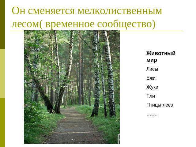 Он сменяется мелколиственным лесом( временное сообщество) Животный мирЛисыЕжиЖукиТлиПтицы леса…….