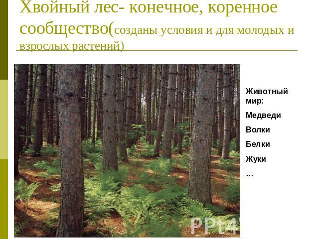 Хвойный лес- конечное, коренное сообщество(созданы условия и для молодых и взрослых растений) Животный мир:МедведиВолкиБелкиЖуки…