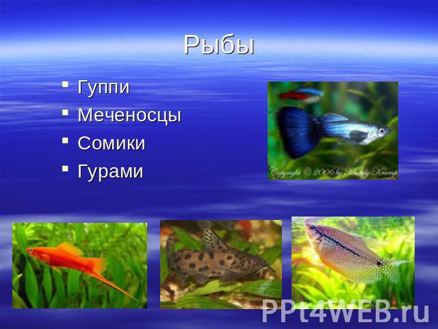 Рыбы ГуппиМеченосцыСомикиГурами