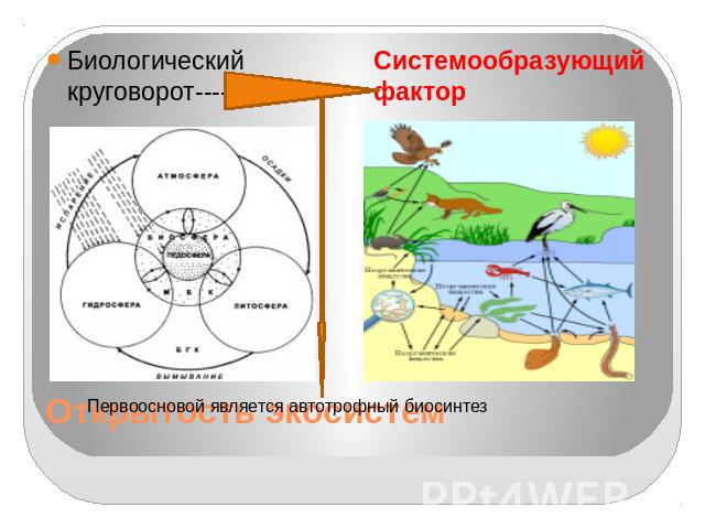 Биологический круговорот----- Системообразующий факторПервоосновой является автотрофный биосинтезОткрытость экосистем