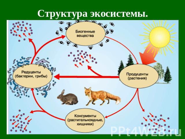Структура экосистемы.
