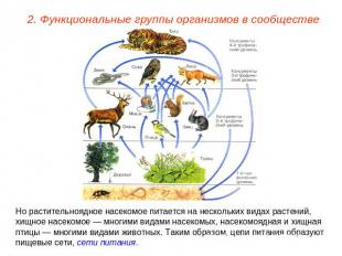2. Функциональные группы организмов в сообществе Но растительноядное насекомое п