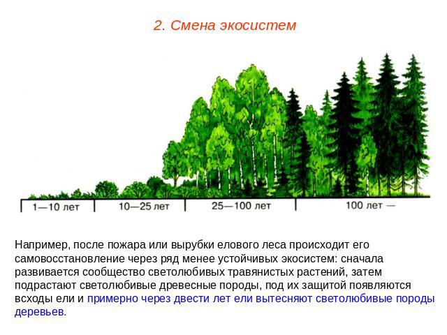 2. Смена экосистем Например, после пожара или вырубки елового леса происходит его самовосстановление через ряд менее устойчивых экосистем: сначала развивается сообщество светолюбивых травянистых растений, затем подрастают светолюбивые древесные поро…