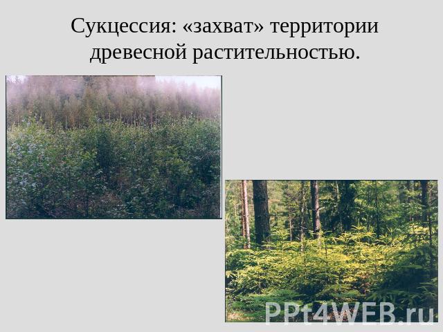 Сукцессия: «захват» территории древесной растительностью.