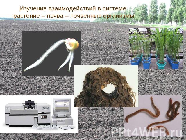 Изучение взаимодействий в системе растение – почва – почвенные организмы