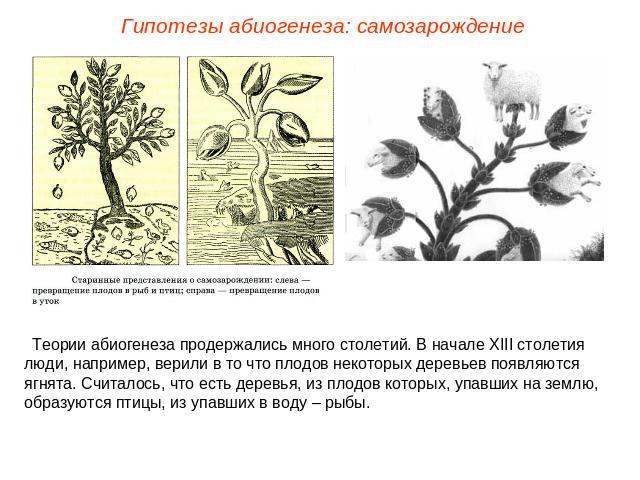 Гипотезы абиогенеза: самозарождение Теории абиогенеза продержались много столетий. В начале ХIII столетия люди, например, верили в то что плодов некоторых деревьев появляются ягнята. Считалось, что есть деревья, из плодов которых, упавших на землю, …